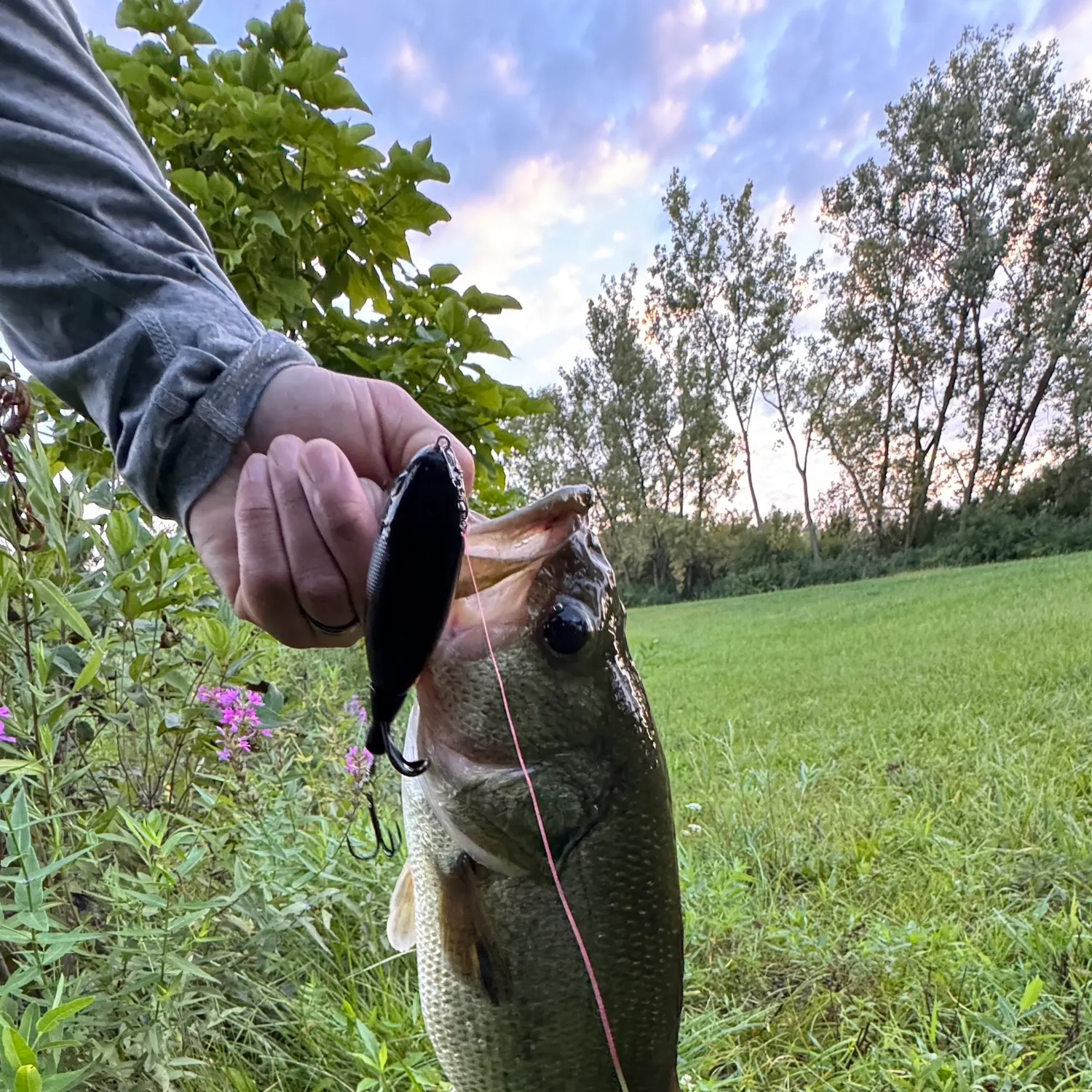 Largemouth bass caught on Fishbrain