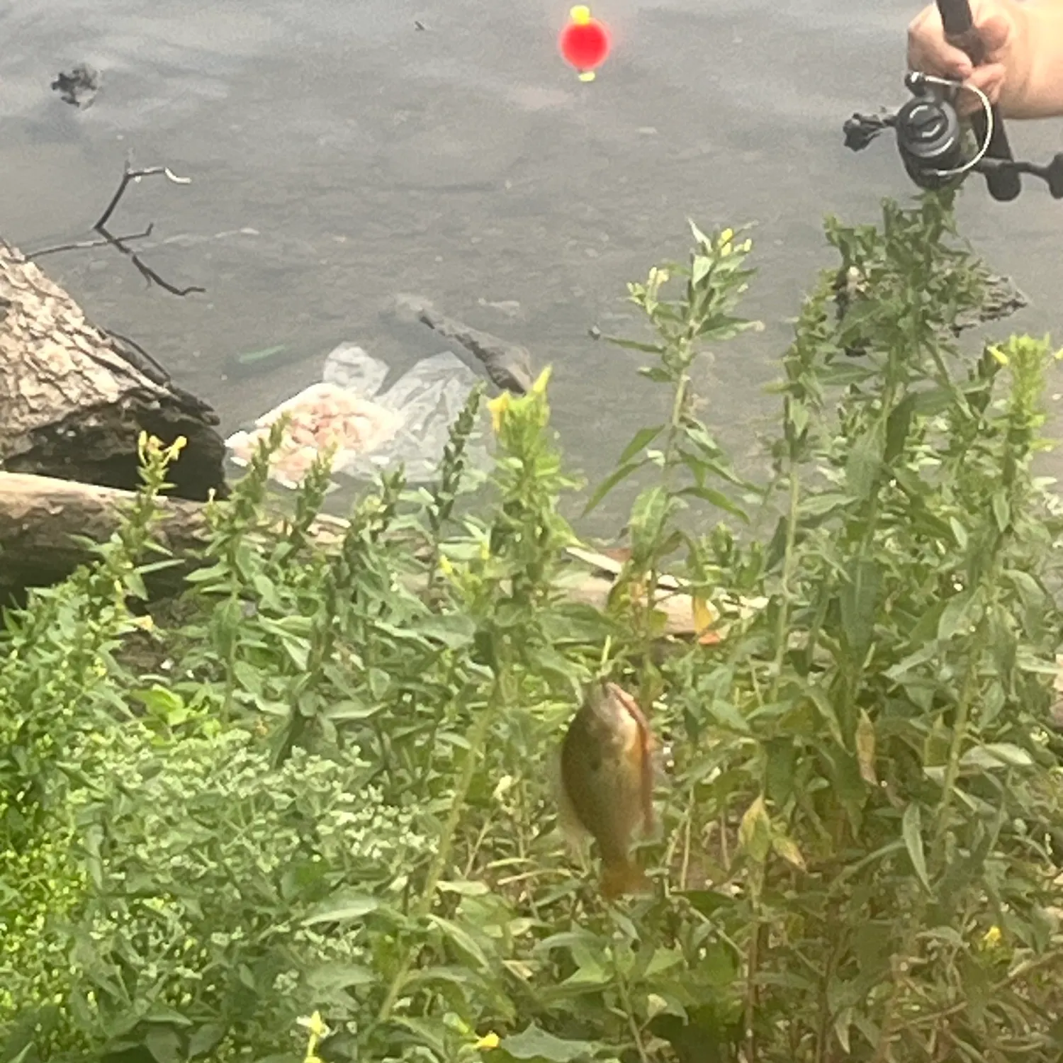 Redbreast sunfish caught on Fishbrain