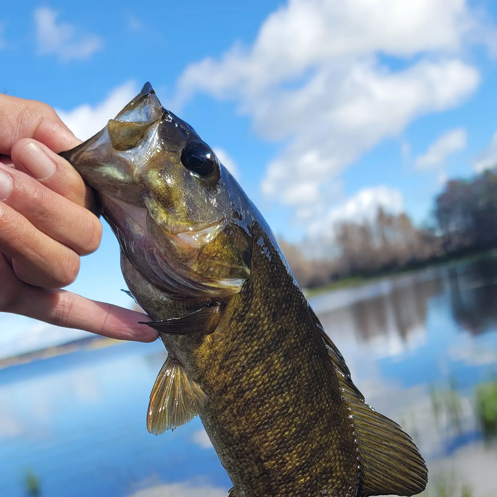 Smallmouth bass caught on Fishbrain