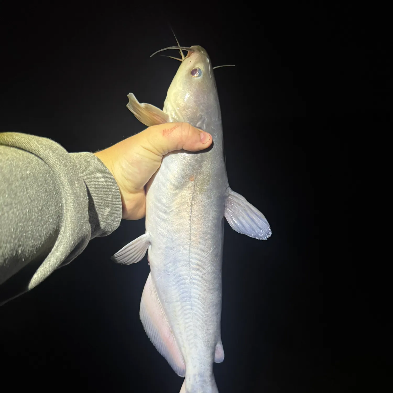 Blue catfish caught on Fishbrain