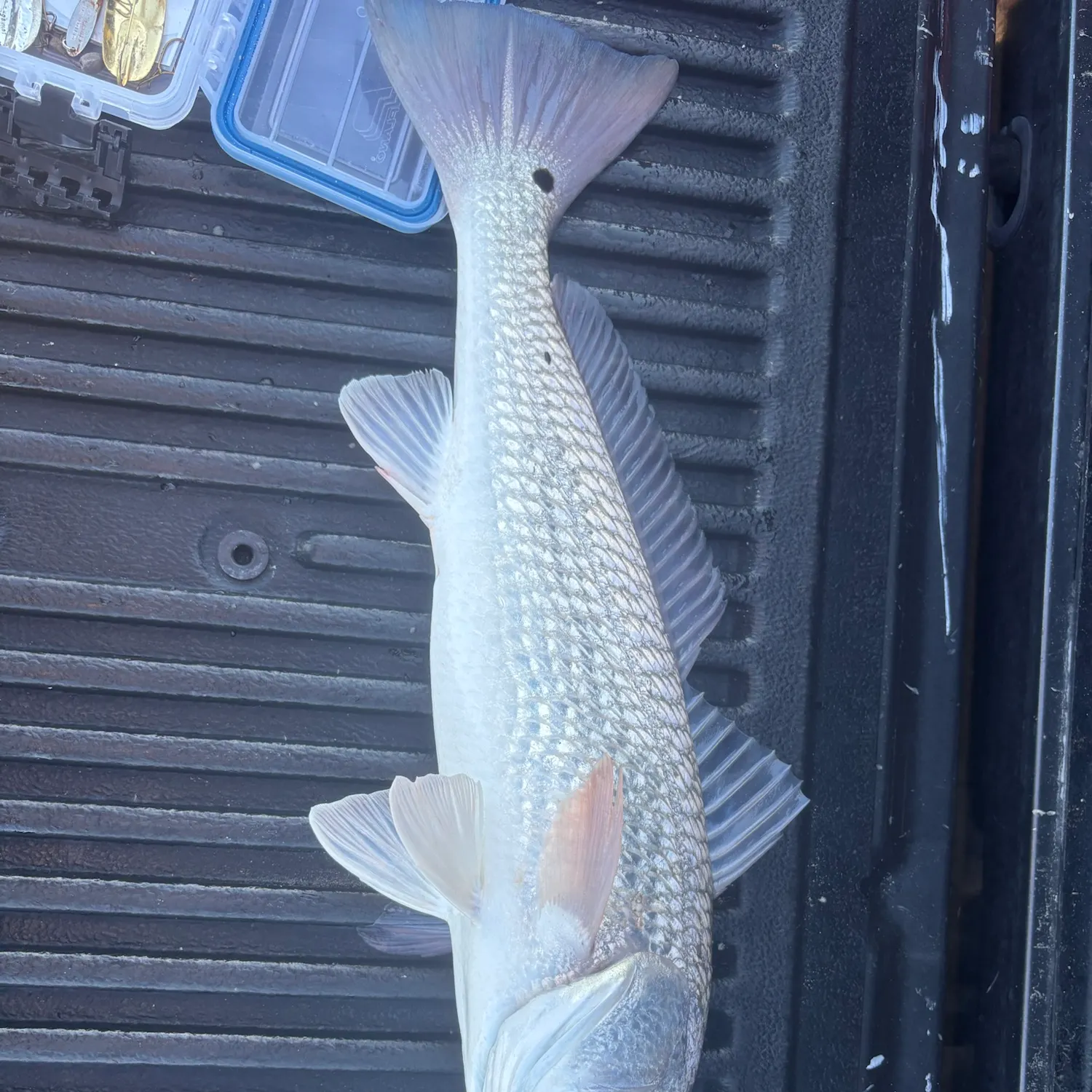 Red drum caught on Fishbrain