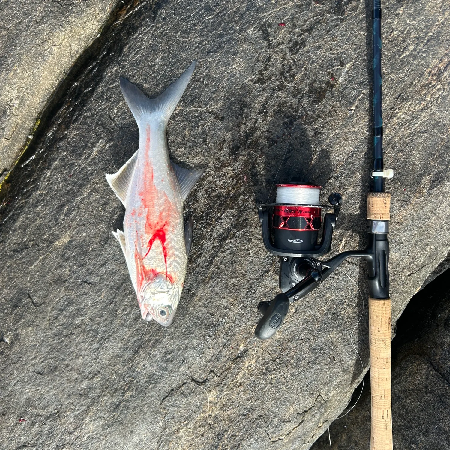 The most recent White mullet catches on Fishbrain