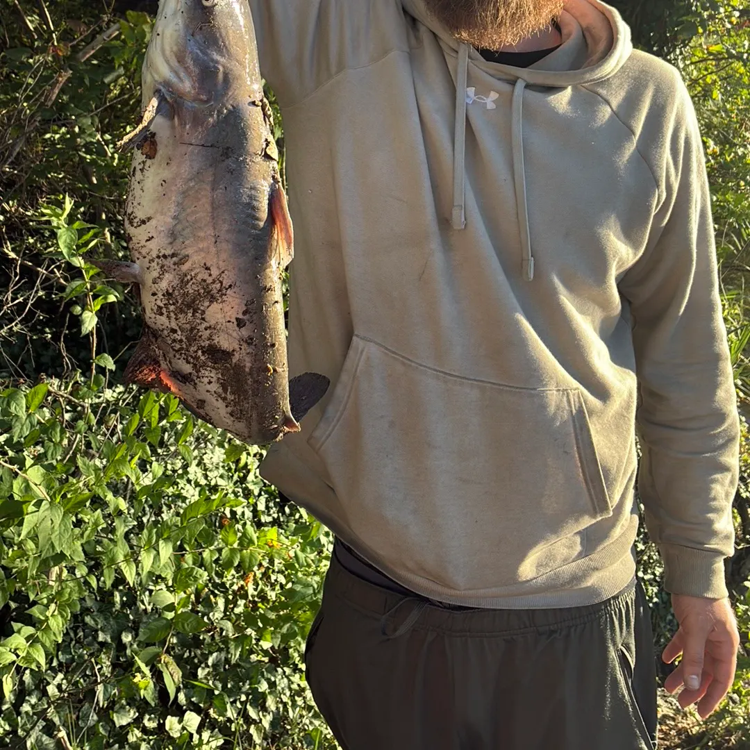 Blue catfish caught on Fishbrain