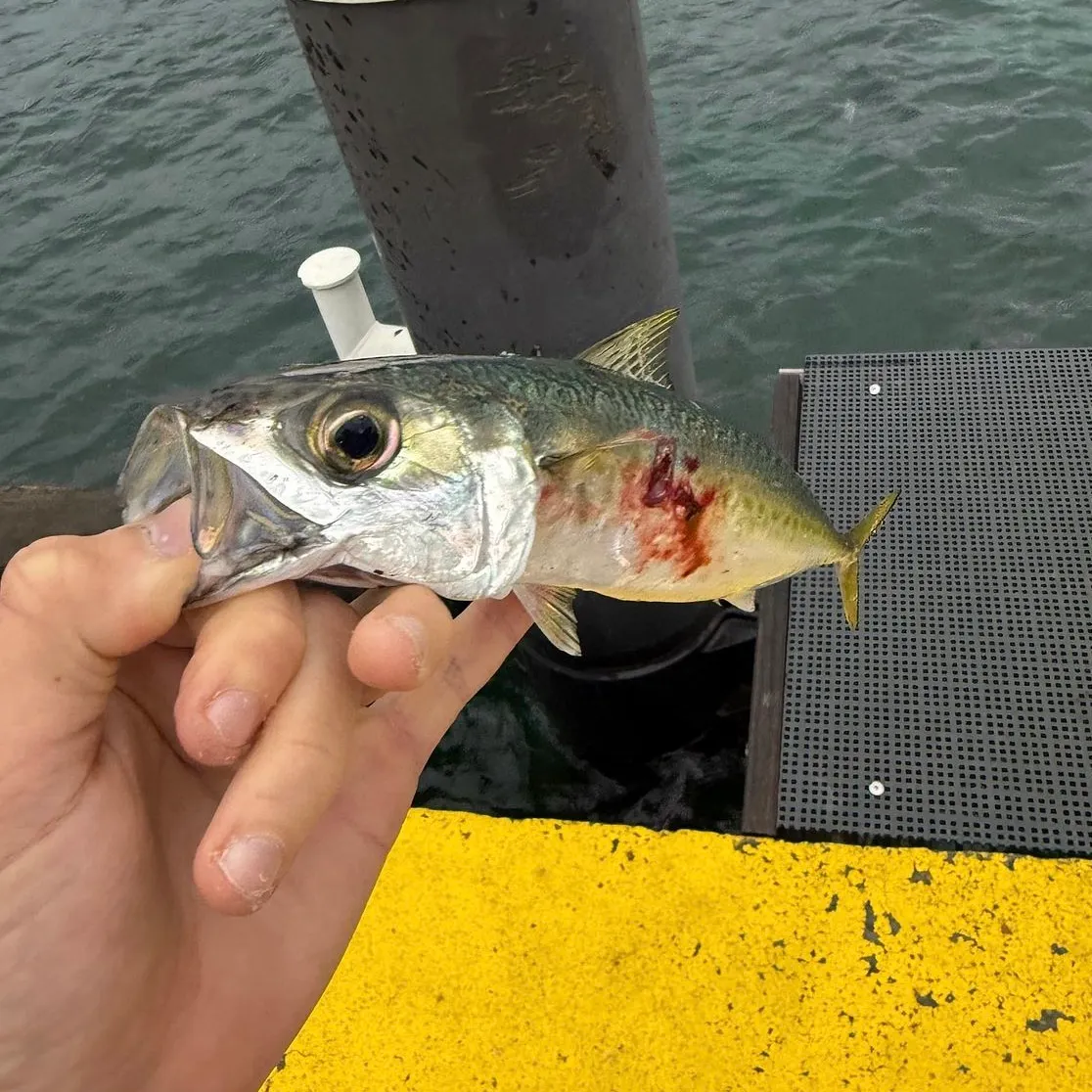 The most recent Pacific chub mackerel catches on Fishbrain