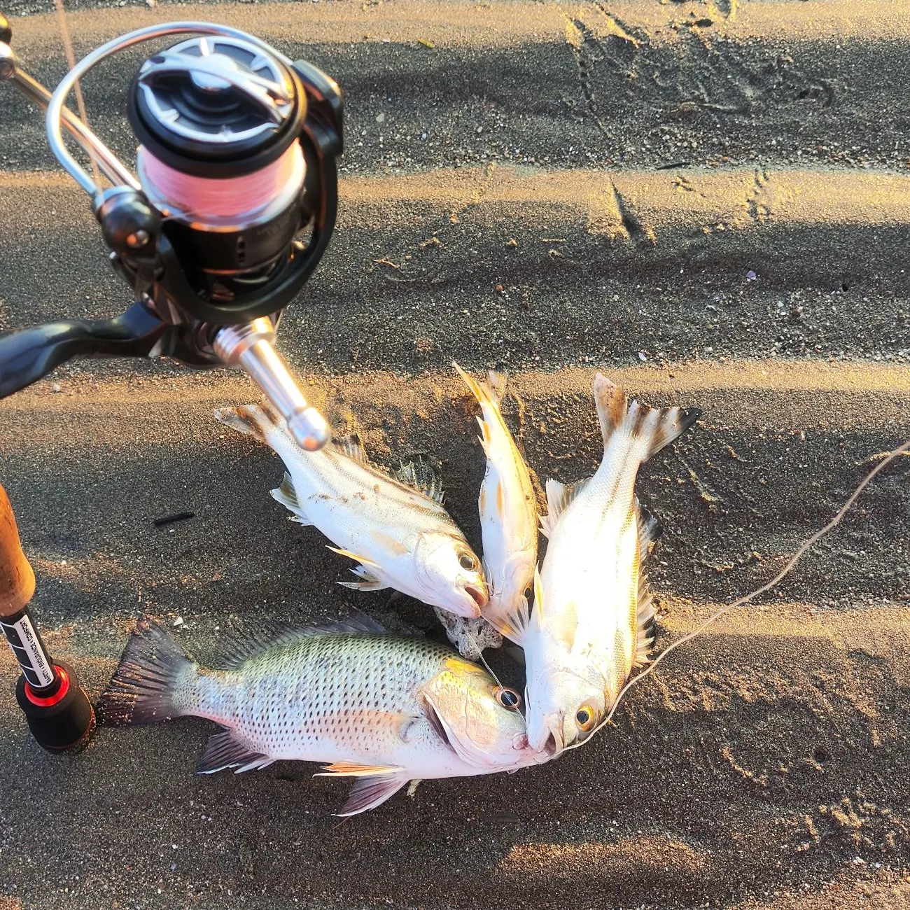 The most recent Jarbua terapon catches on Fishbrain