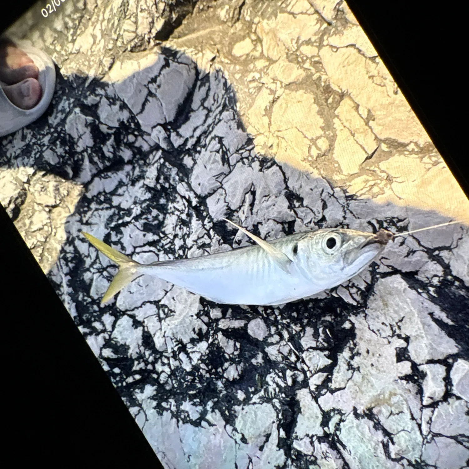 The most recent Mediterranean horse mackerel catches on Fishbrain