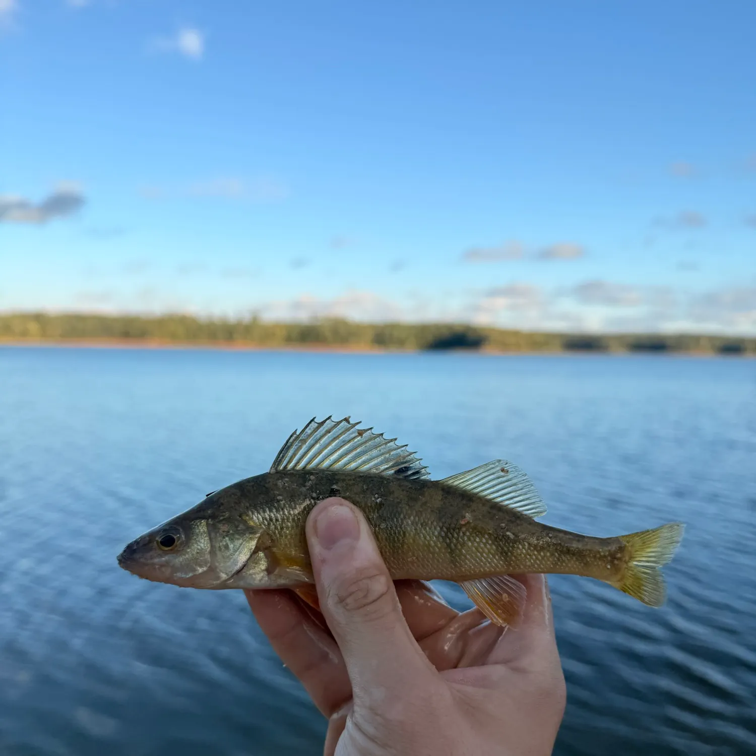 Yellow perch caught on Fishbrain