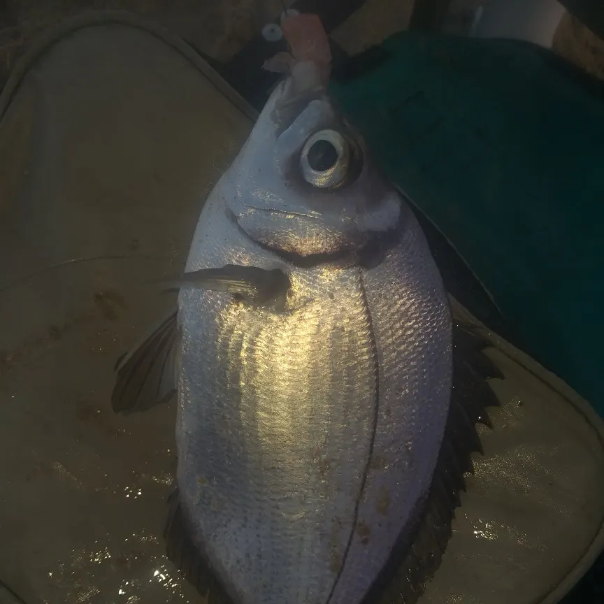most liked catch image