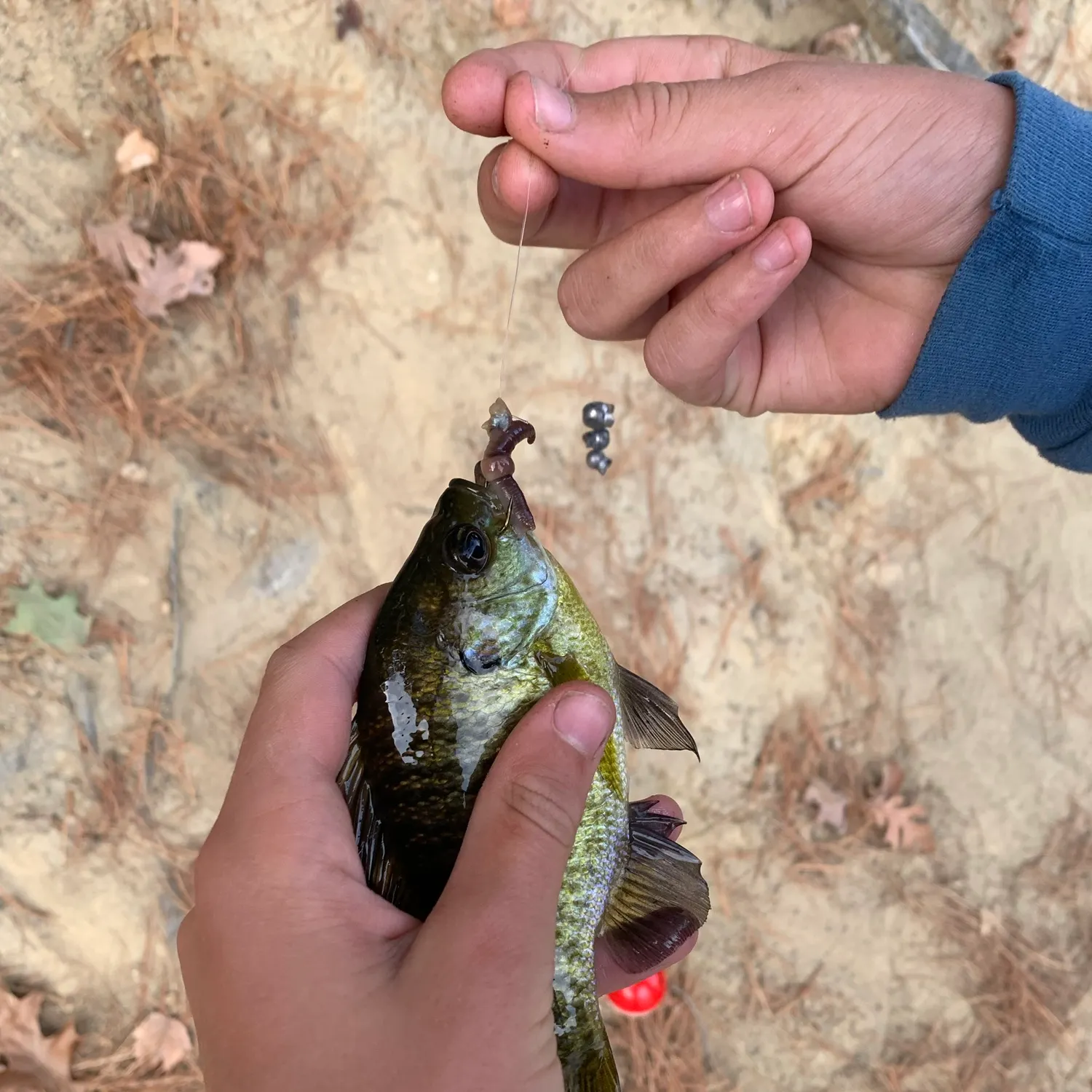 Bluegill caught on Fishbrain