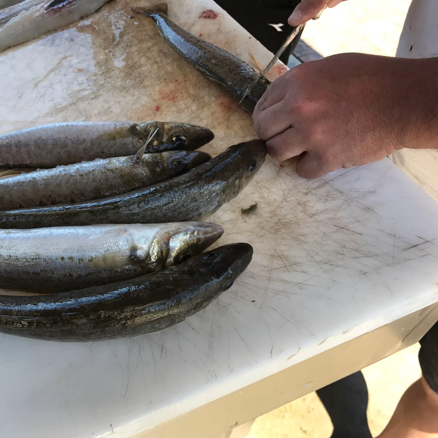 recently logged catches