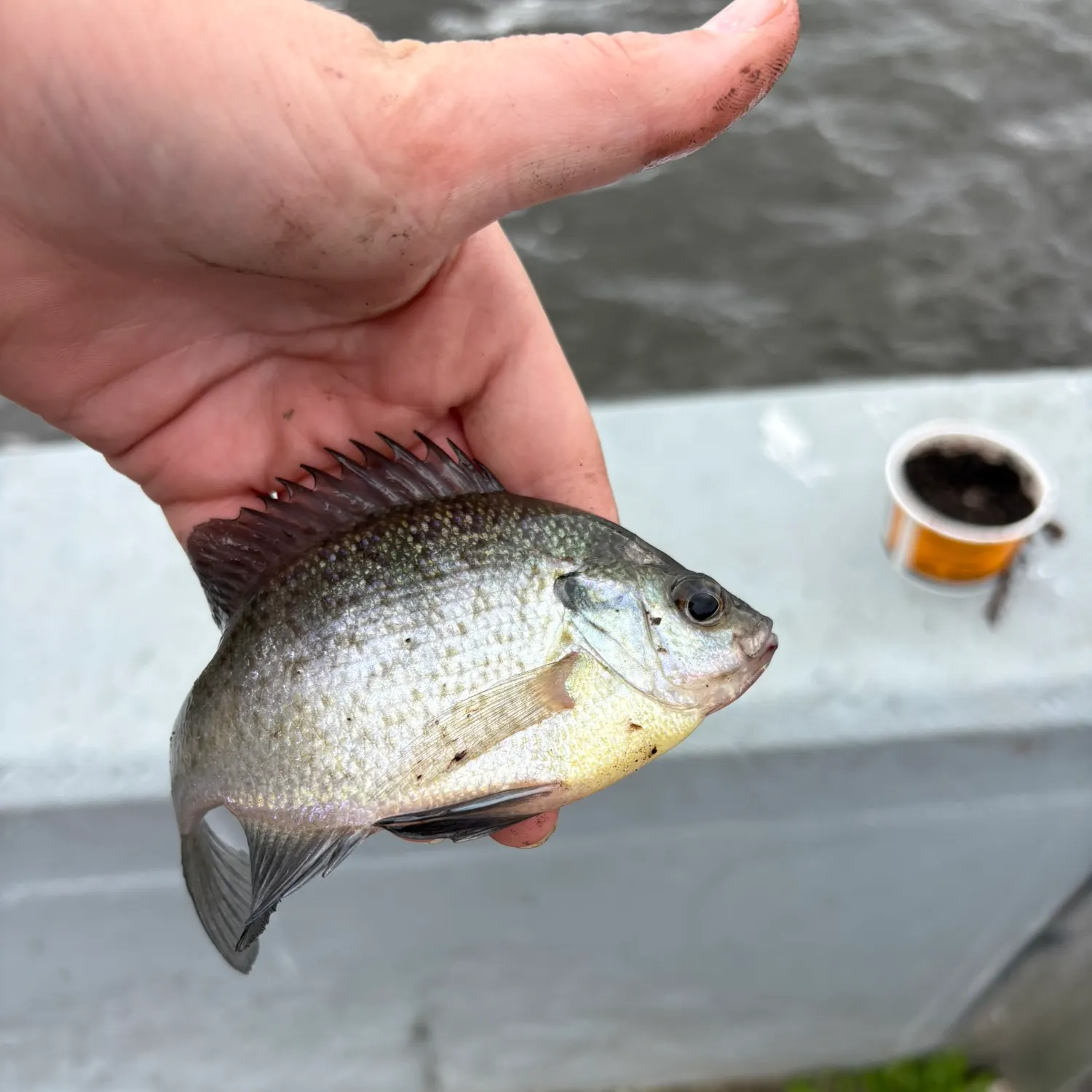 Bluegill caught on Fishbrain