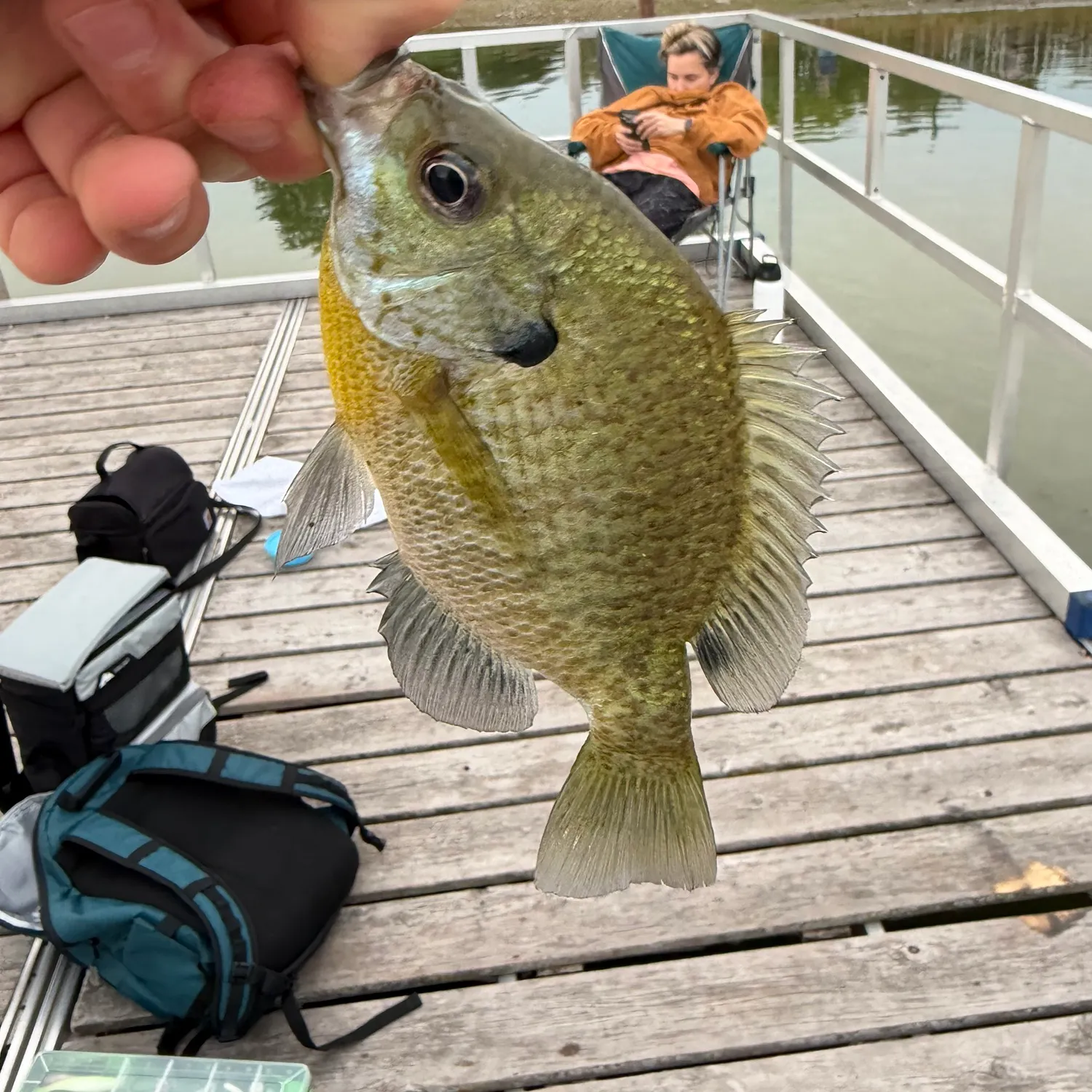 Bluegill caught on Fishbrain
