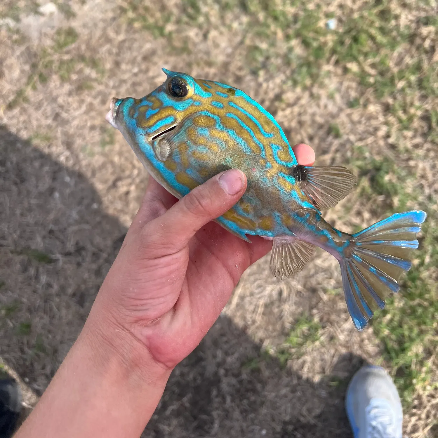 The most recent Scrawled cowfish catches on Fishbrain