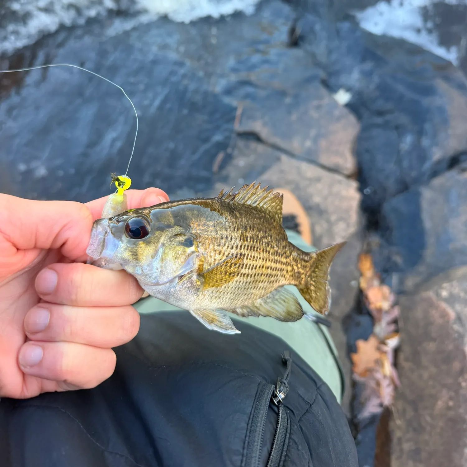 Rock bass caught on Fishbrain