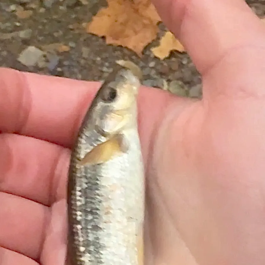 The most recent Central stoneroller catches on Fishbrain