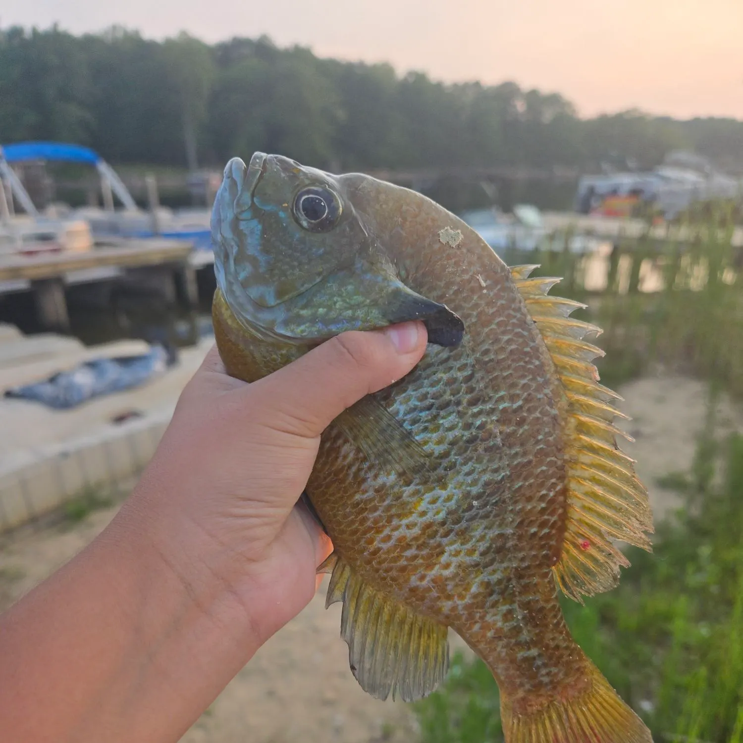 The most recent Redbreast sunfish x bluegill catches on Fishbrain