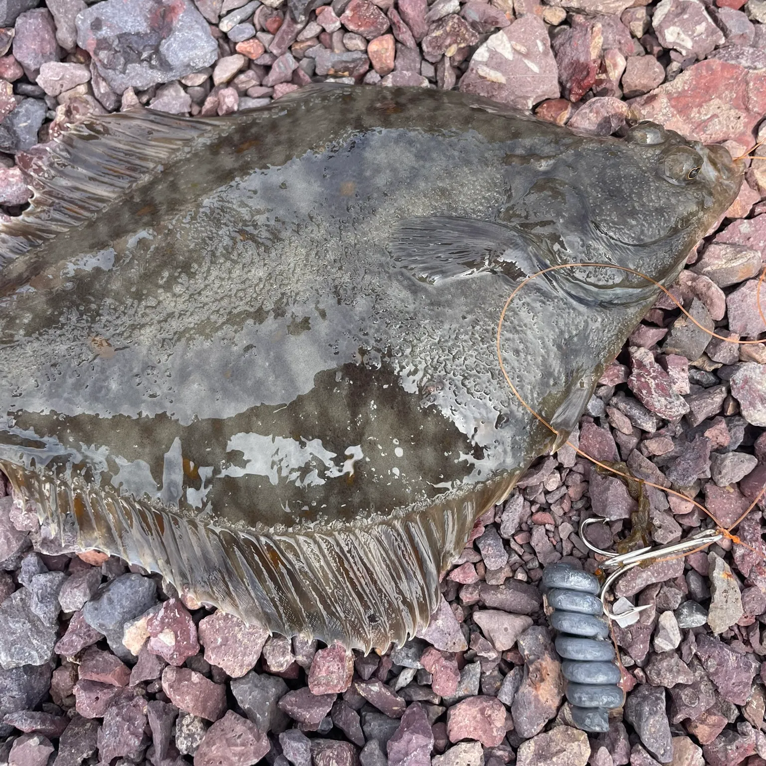 The most recent European flounder catches on Fishbrain
