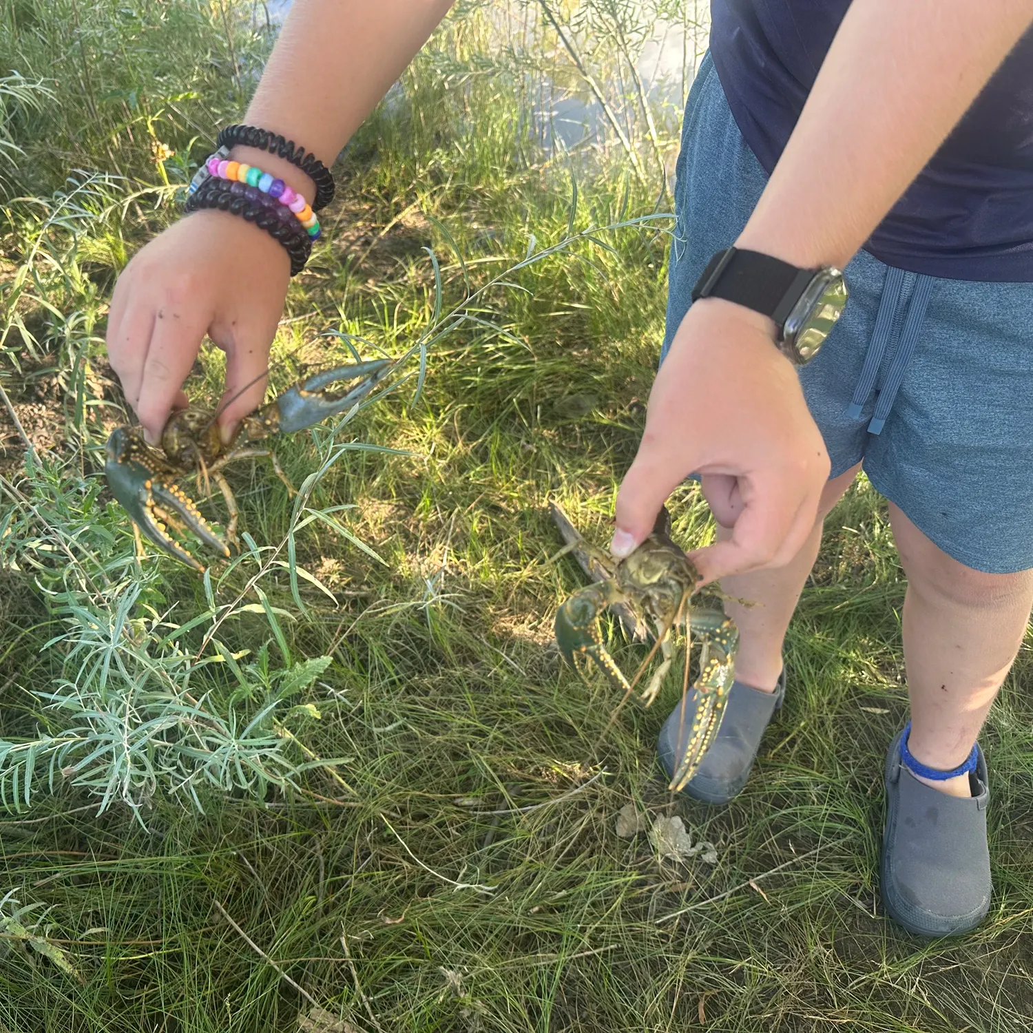 The most recent Signal crayfish catches on Fishbrain