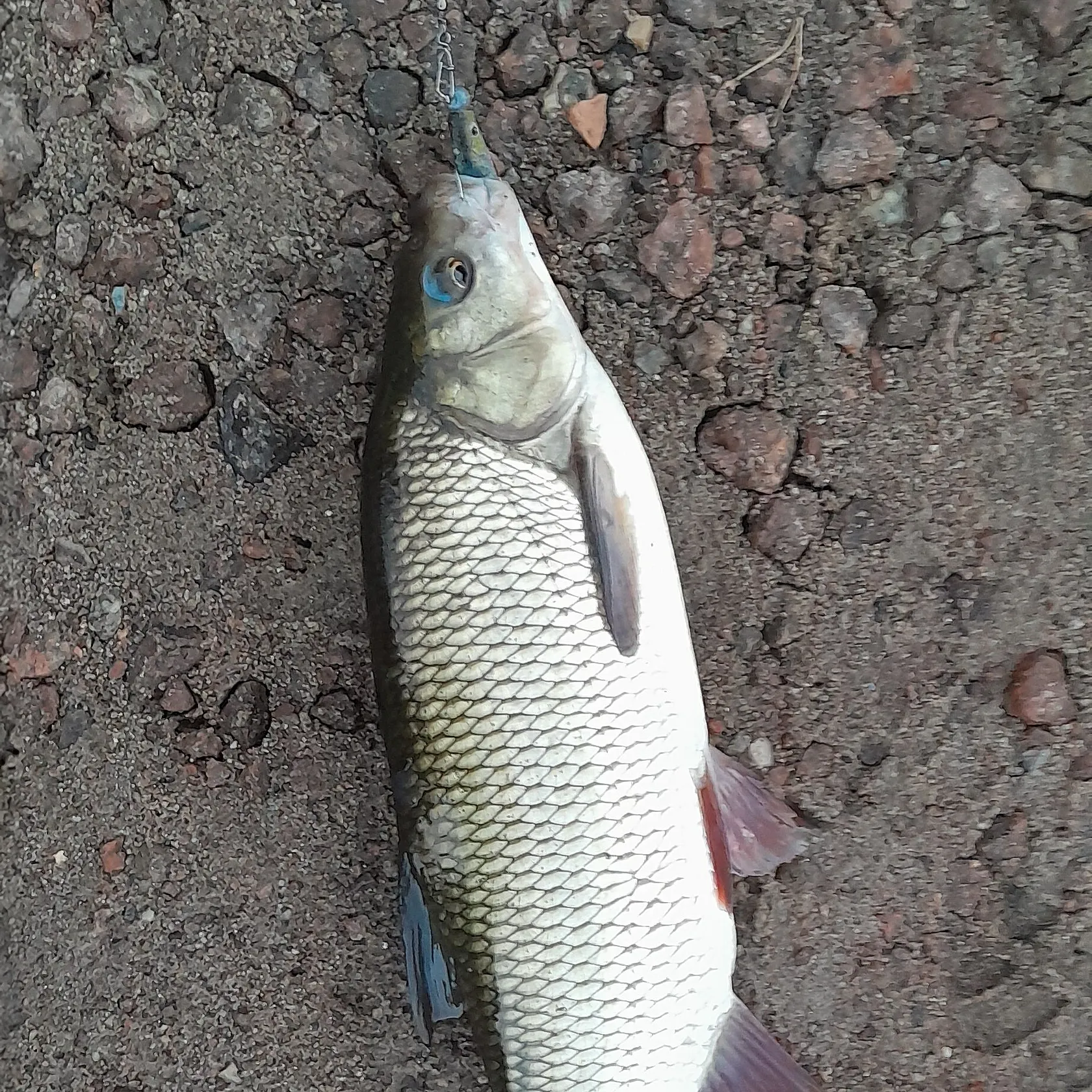 The most recent Ide catches on Fishbrain
