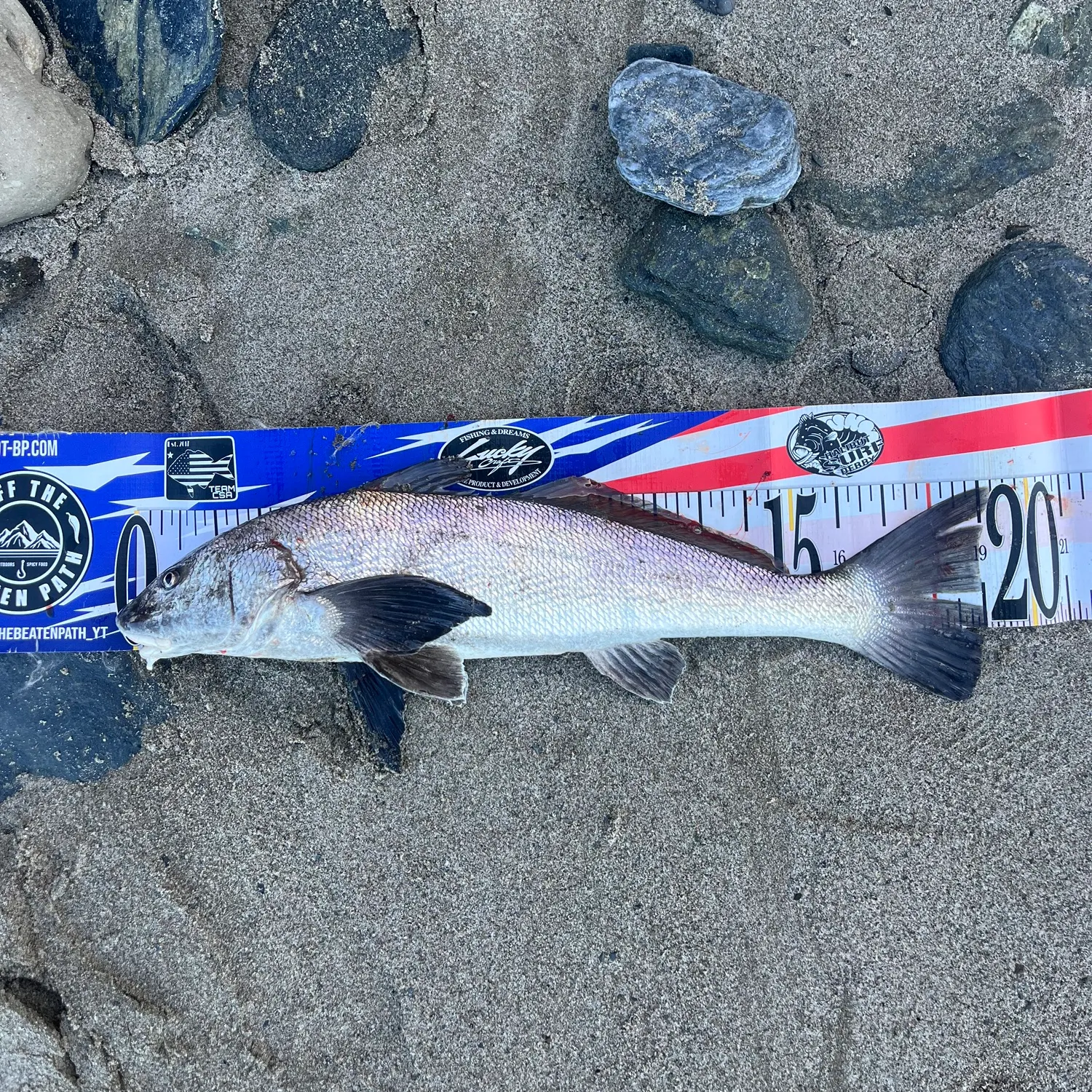 The most recent California corbina catches on Fishbrain