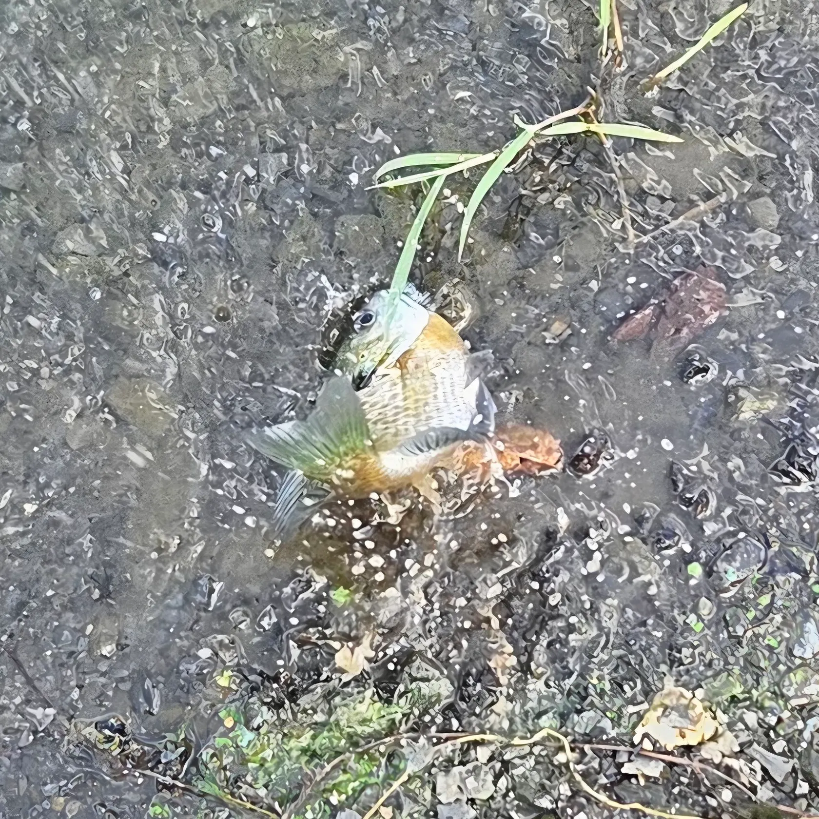 Bluegill caught on Fishbrain
