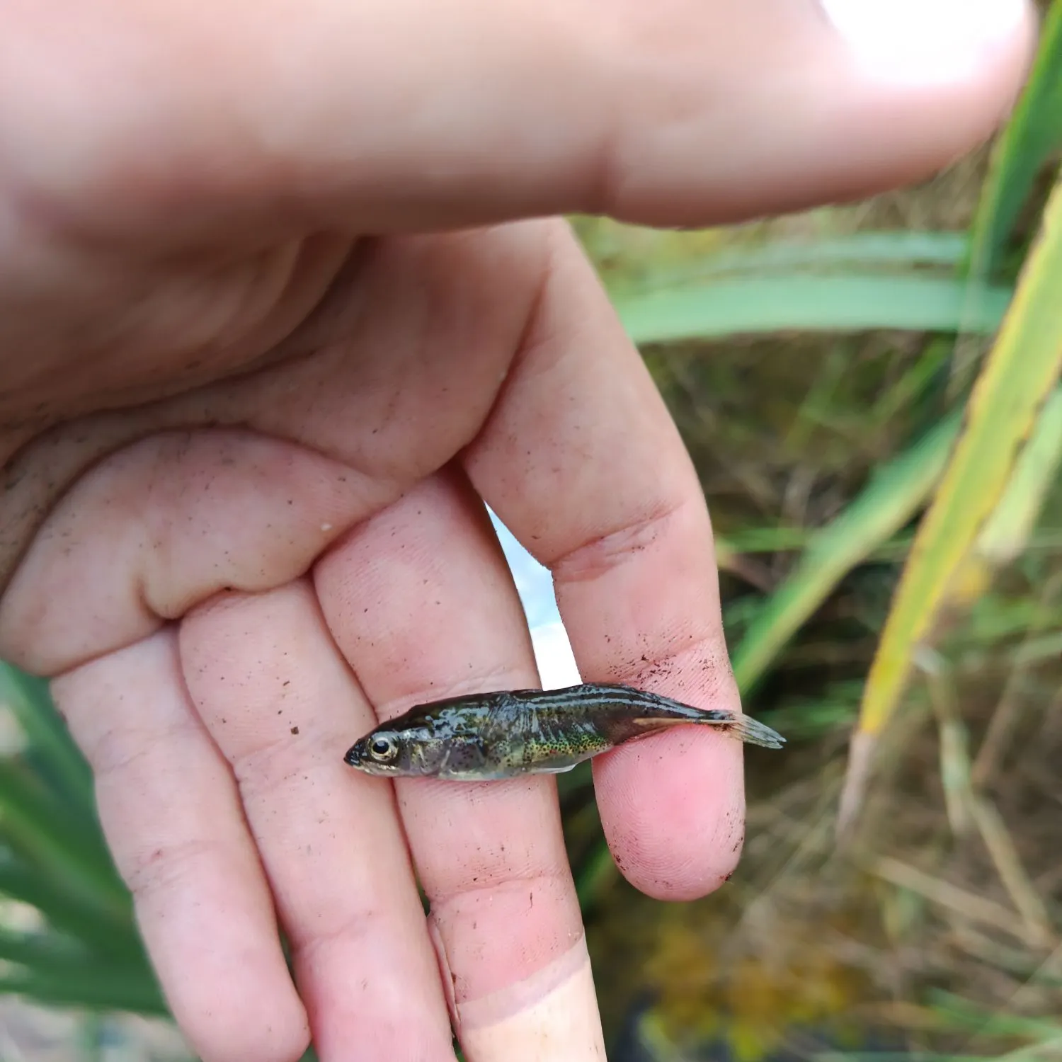 The most recent Three-spined stickleback catches on Fishbrain
