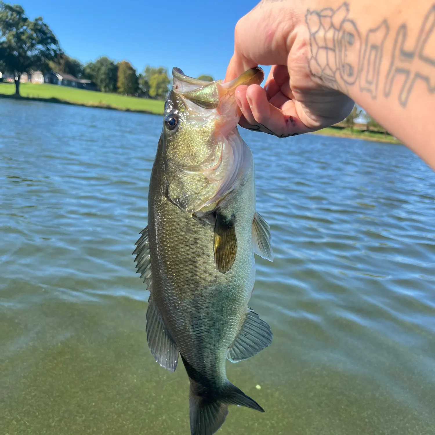 Largemouth bass caught on Fishbrain