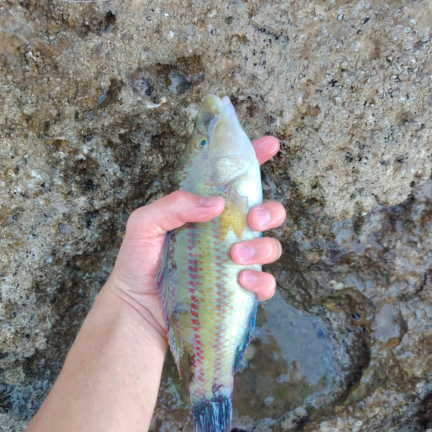 The most recent East Atlantic peacock wrasse catches on Fishbrain
