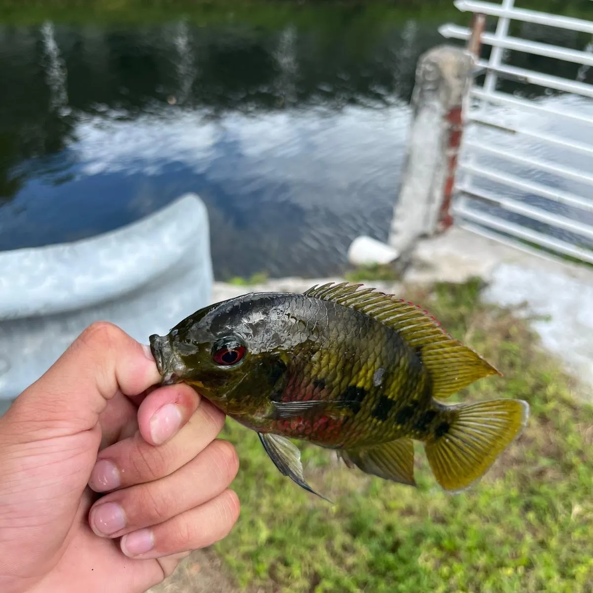 Spotted tilapia caught on Fishbrain