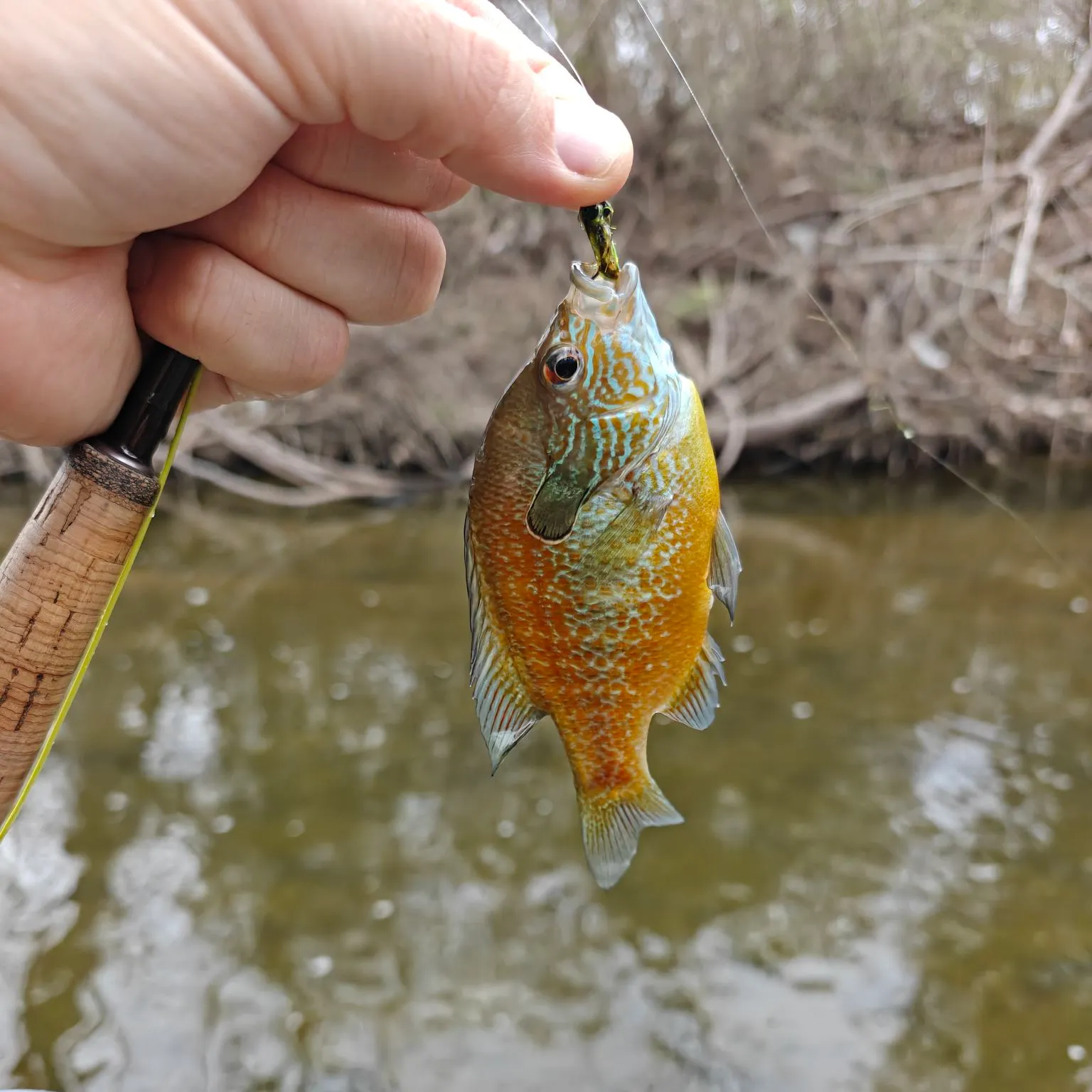 The most recent Longear sunfish catches on Fishbrain