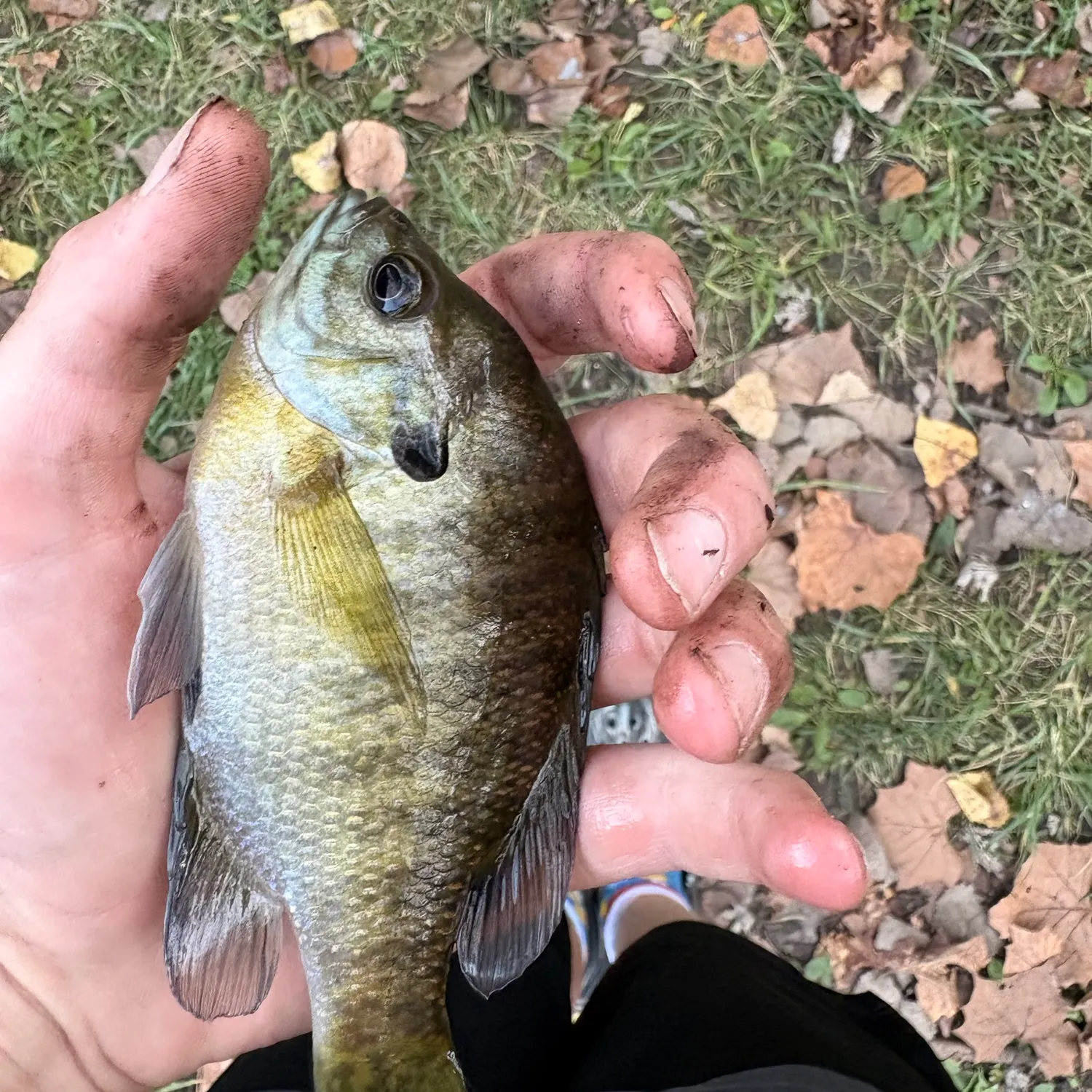 Bluegill caught on Fishbrain