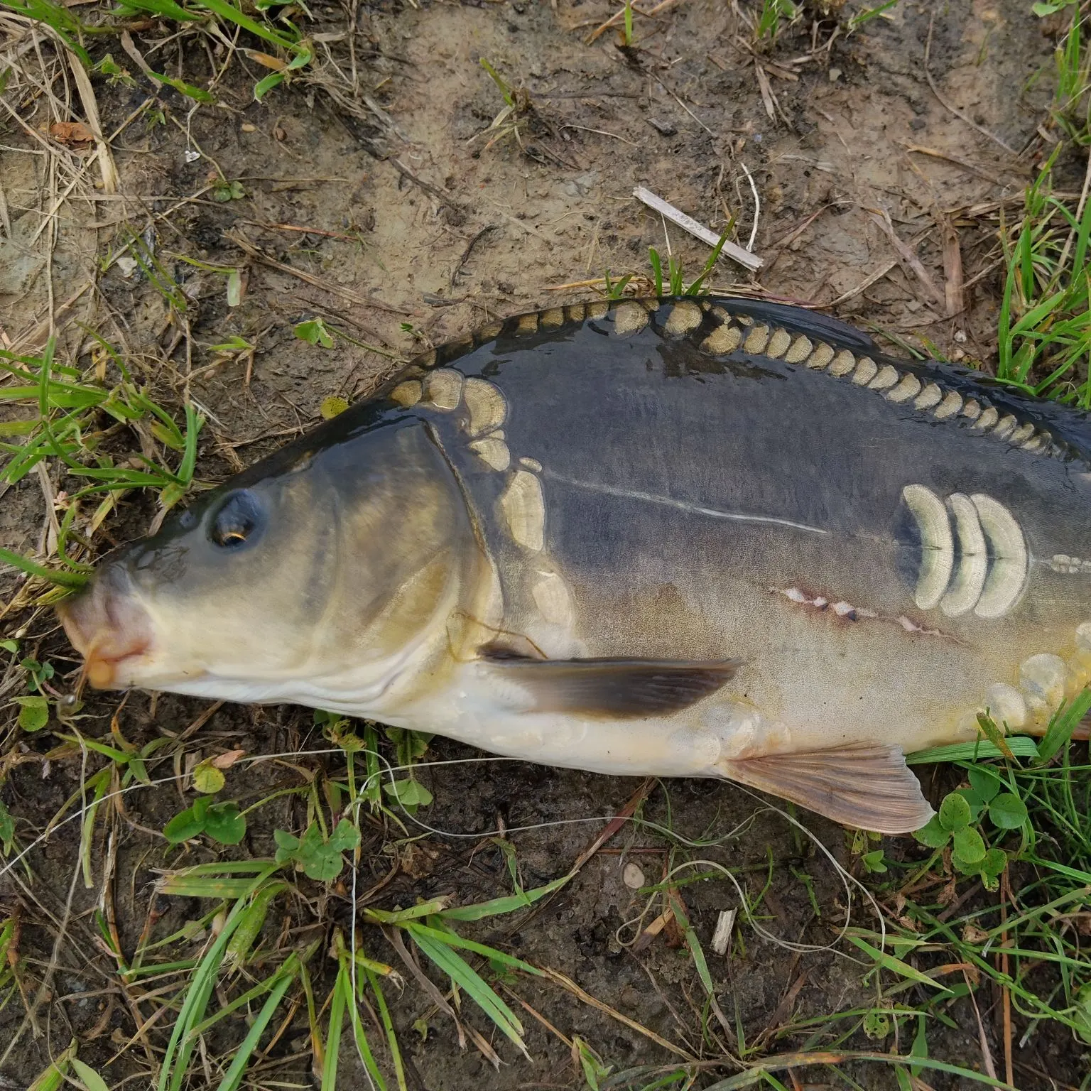 Mirror carp caught on Fishbrain