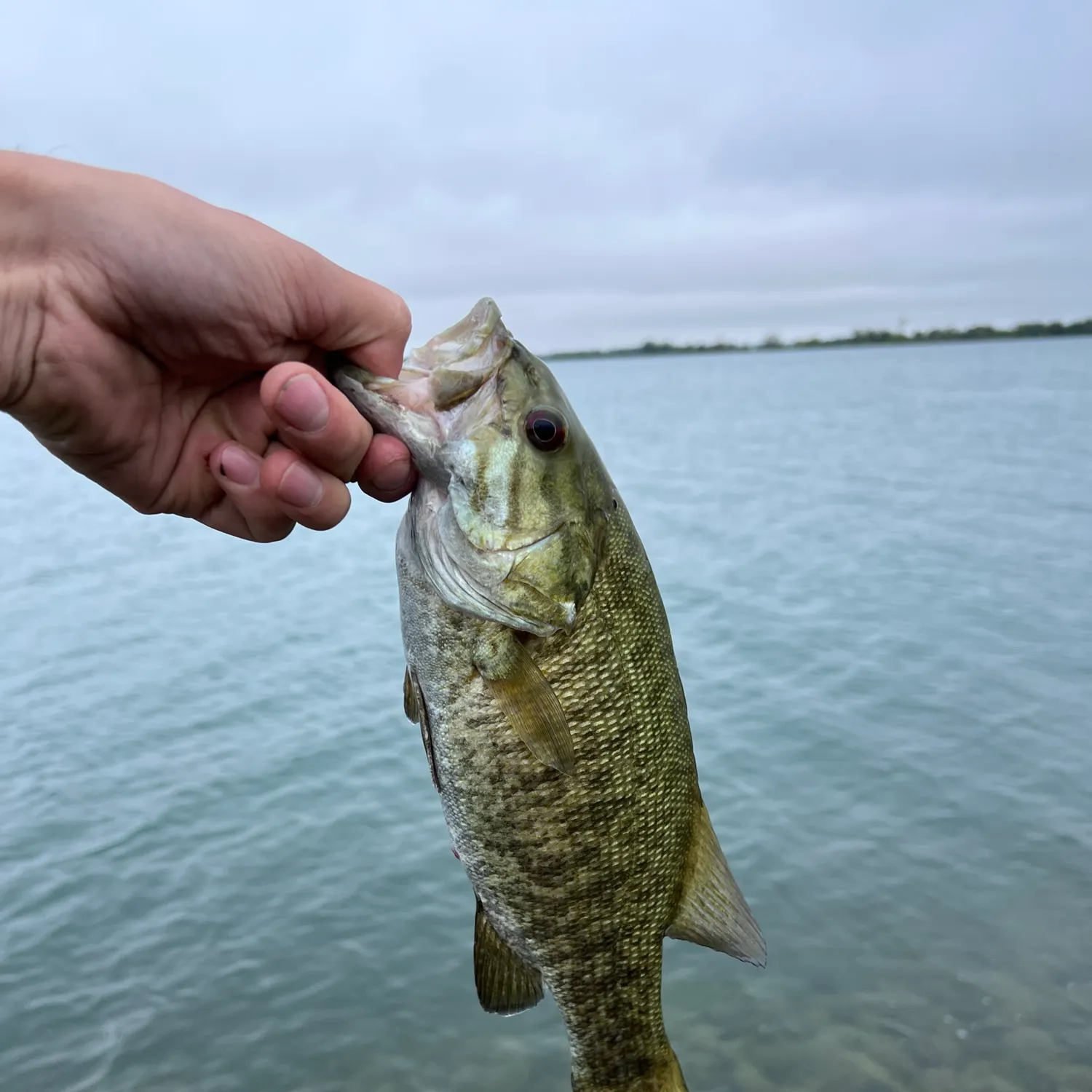 Smallmouth bass caught on Fishbrain