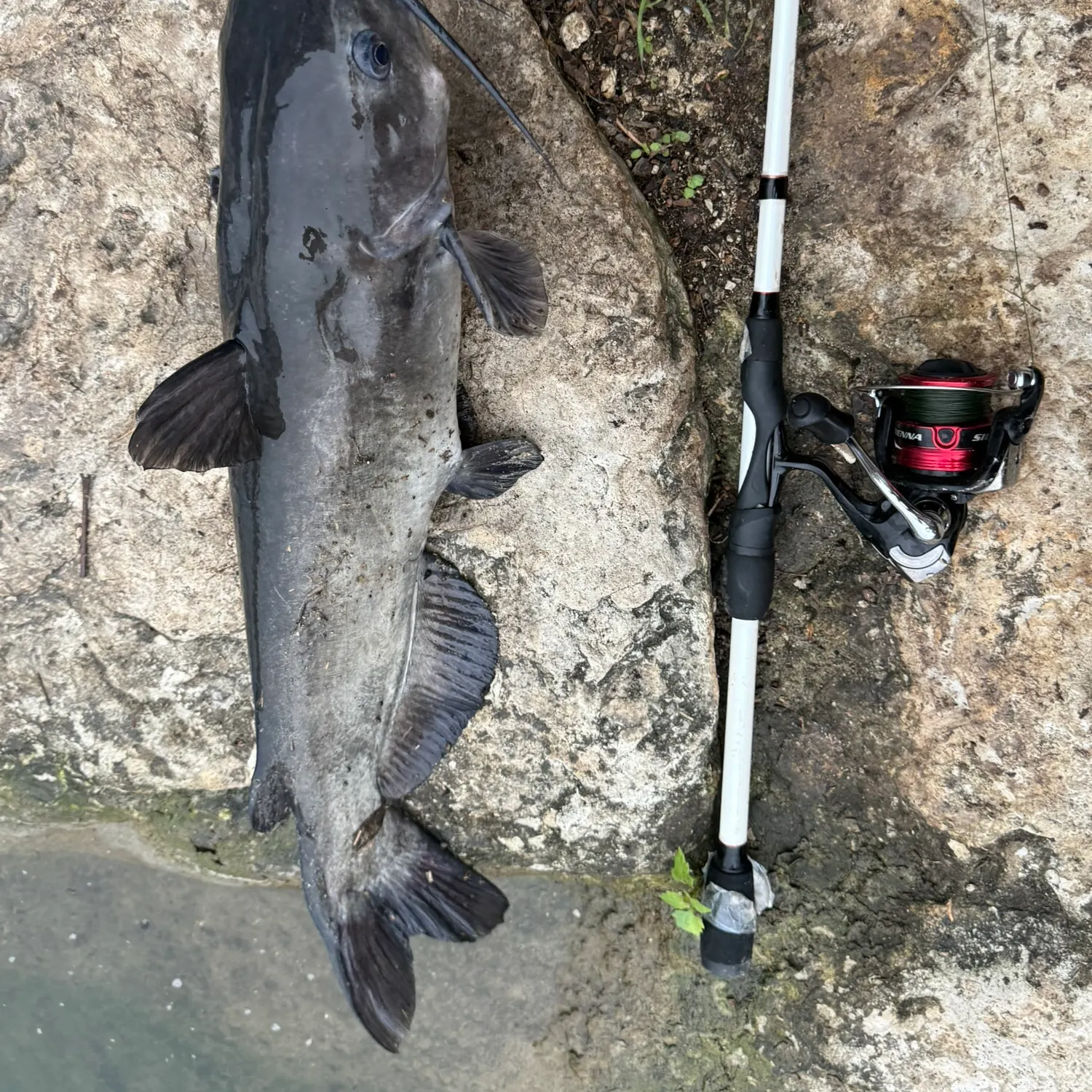 The most recent Channel catfish catches on Fishbrain