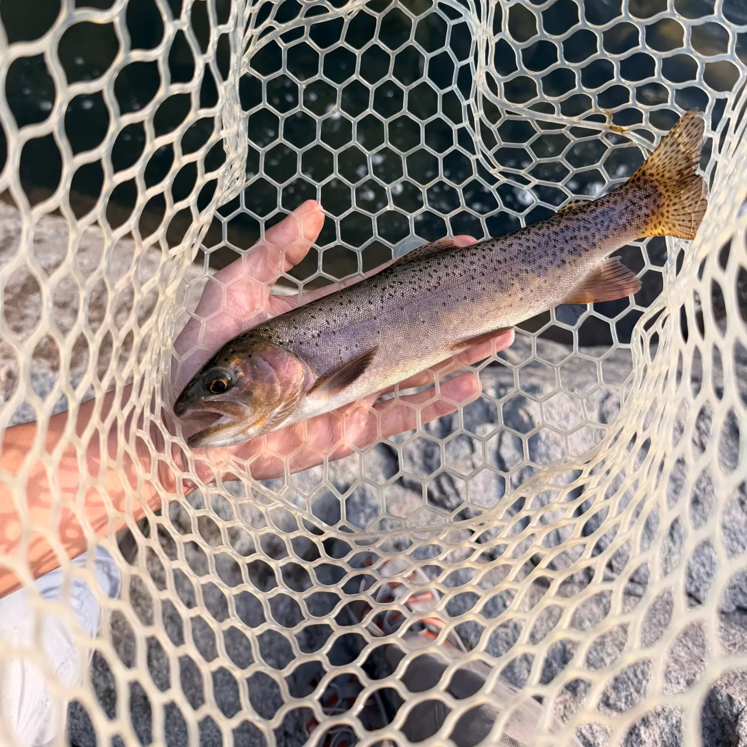 Cutbow caught on Fishbrain