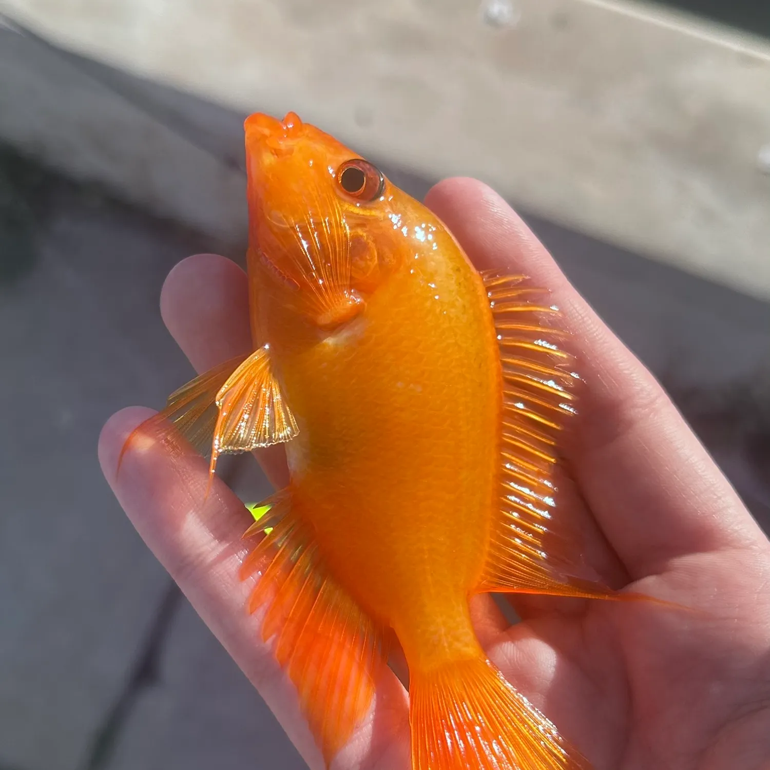The most recent Red devil cichlid catches on Fishbrain