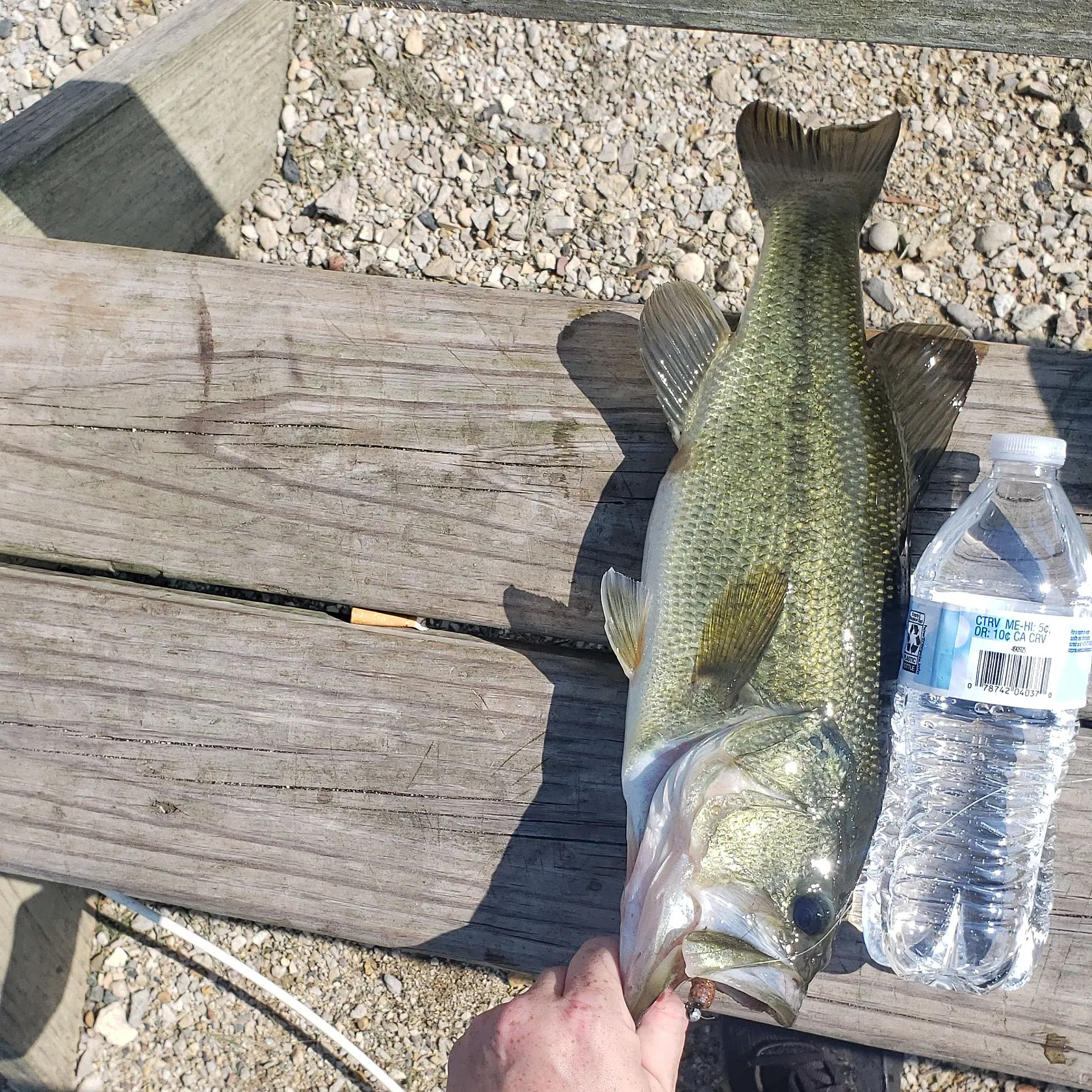 Largemouth bass caught on Fishbrain