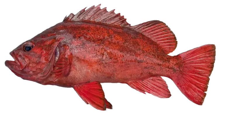 Vermilion rockfish