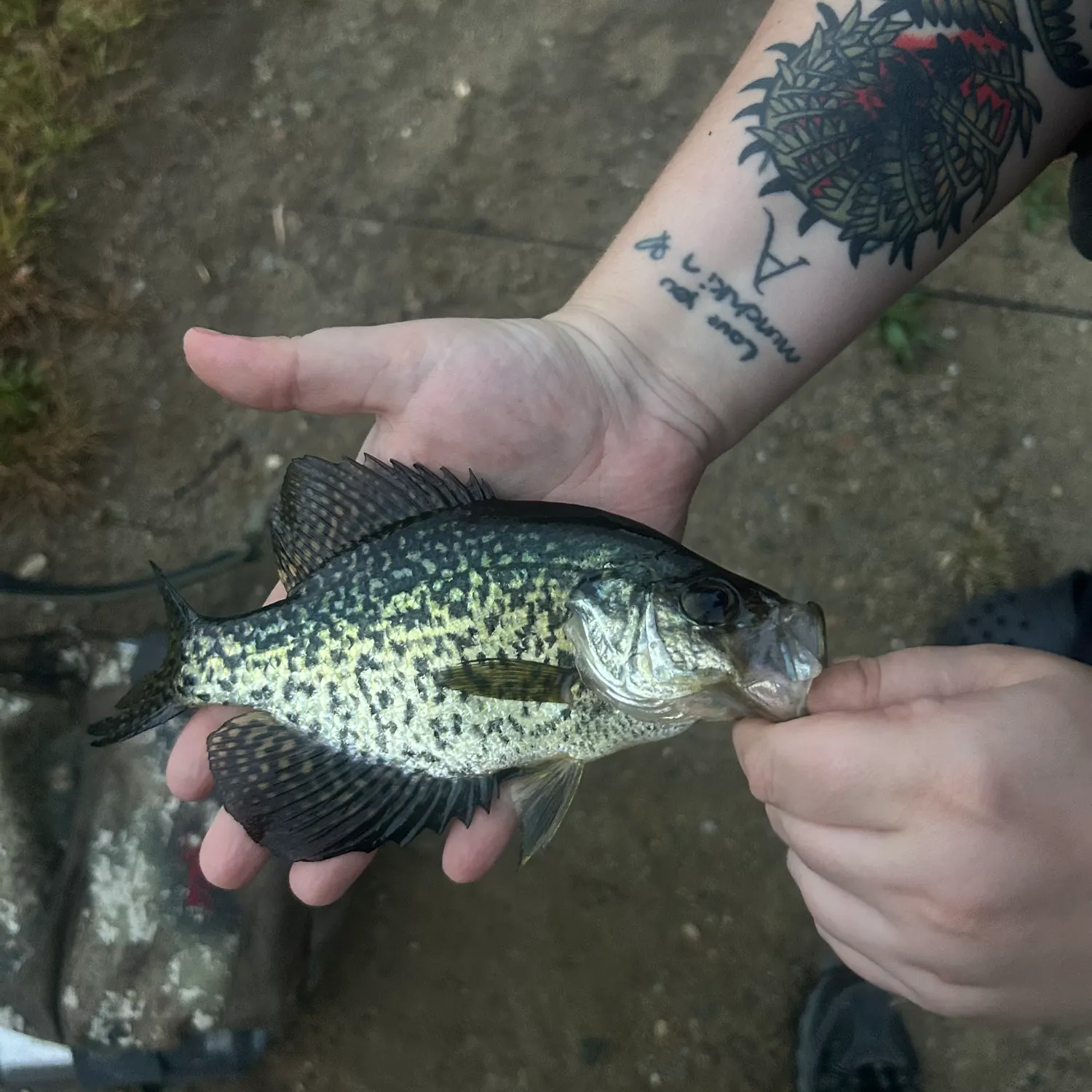 Black crappie caught on Fishbrain