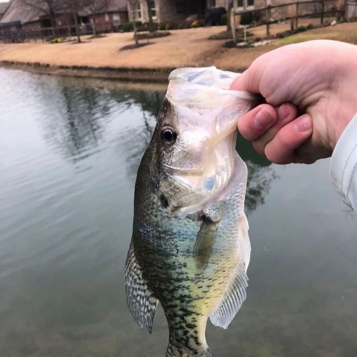 The most recent White crappie catches on Fishbrain