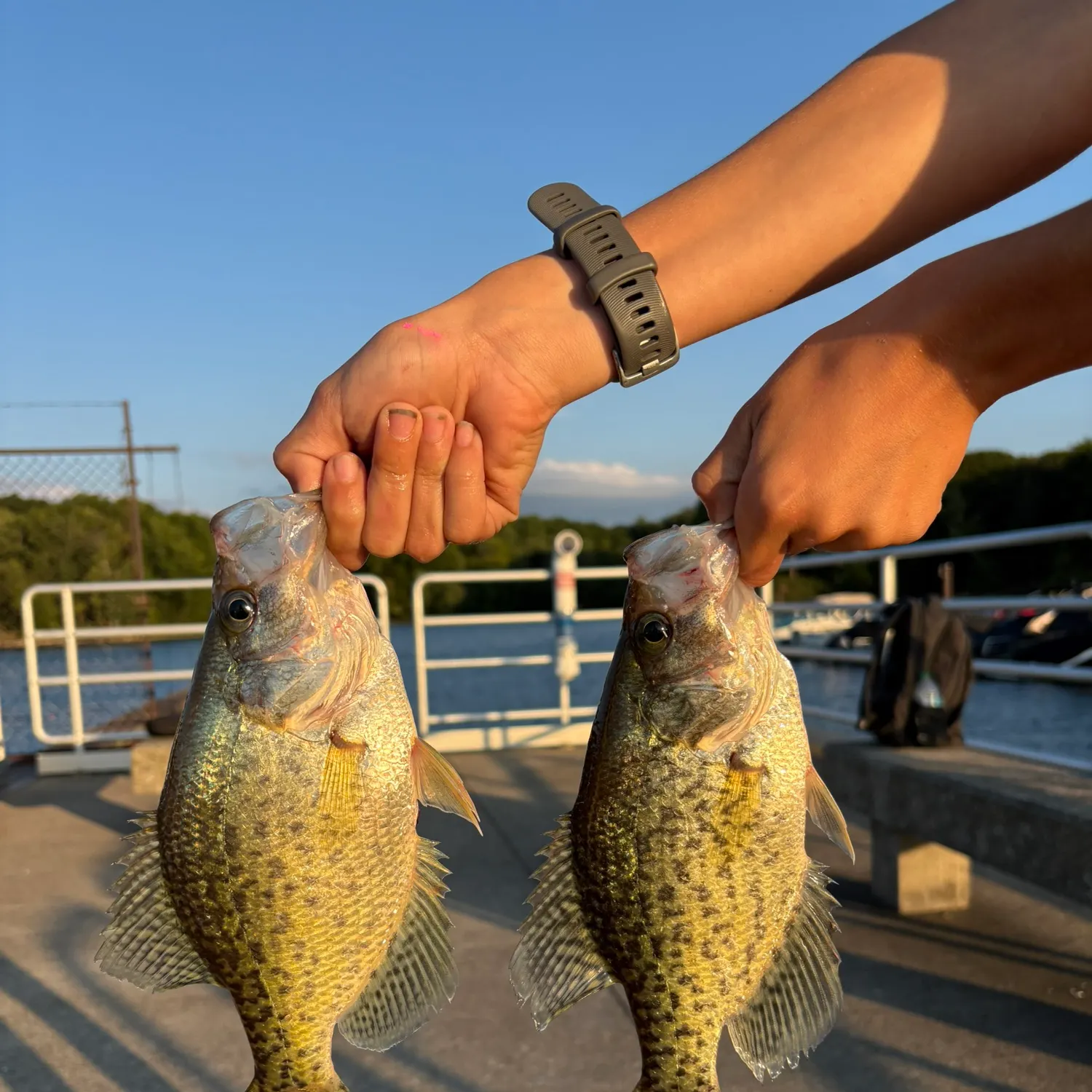 Black crappie caught on Fishbrain