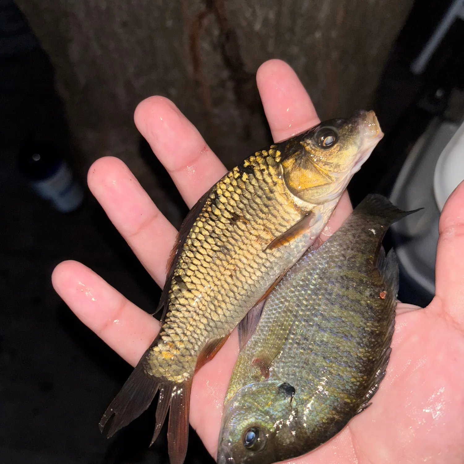 Bluegill caught on Fishbrain