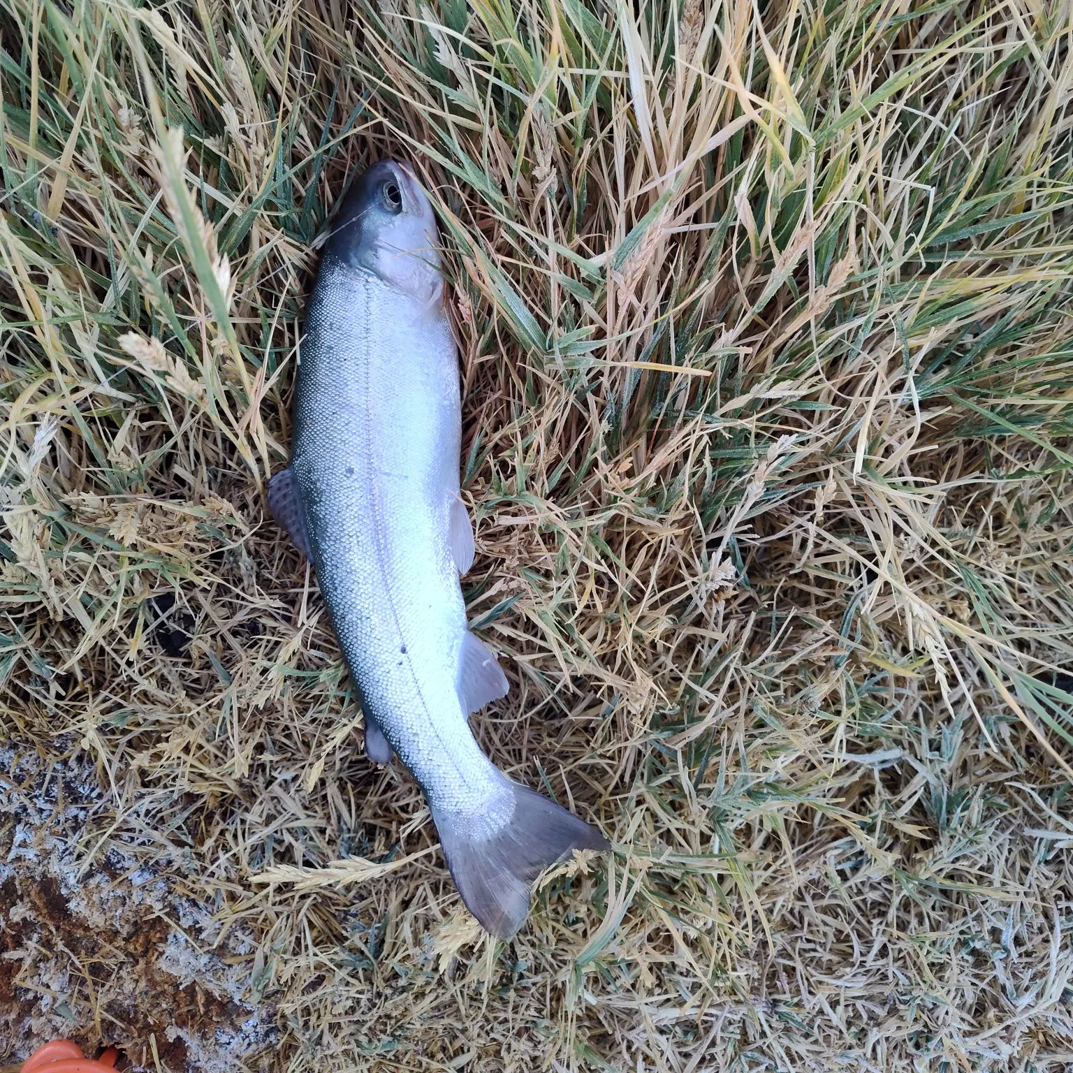 Rainbow trout caught on Fishbrain