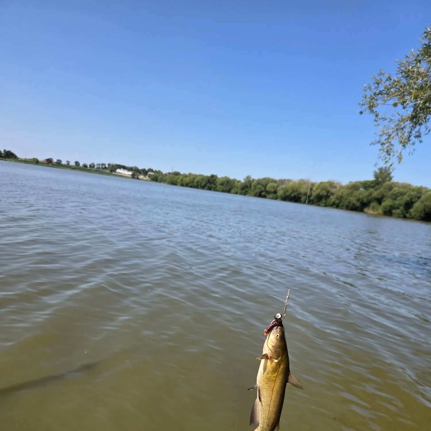 Fish caught on Fishbrain
