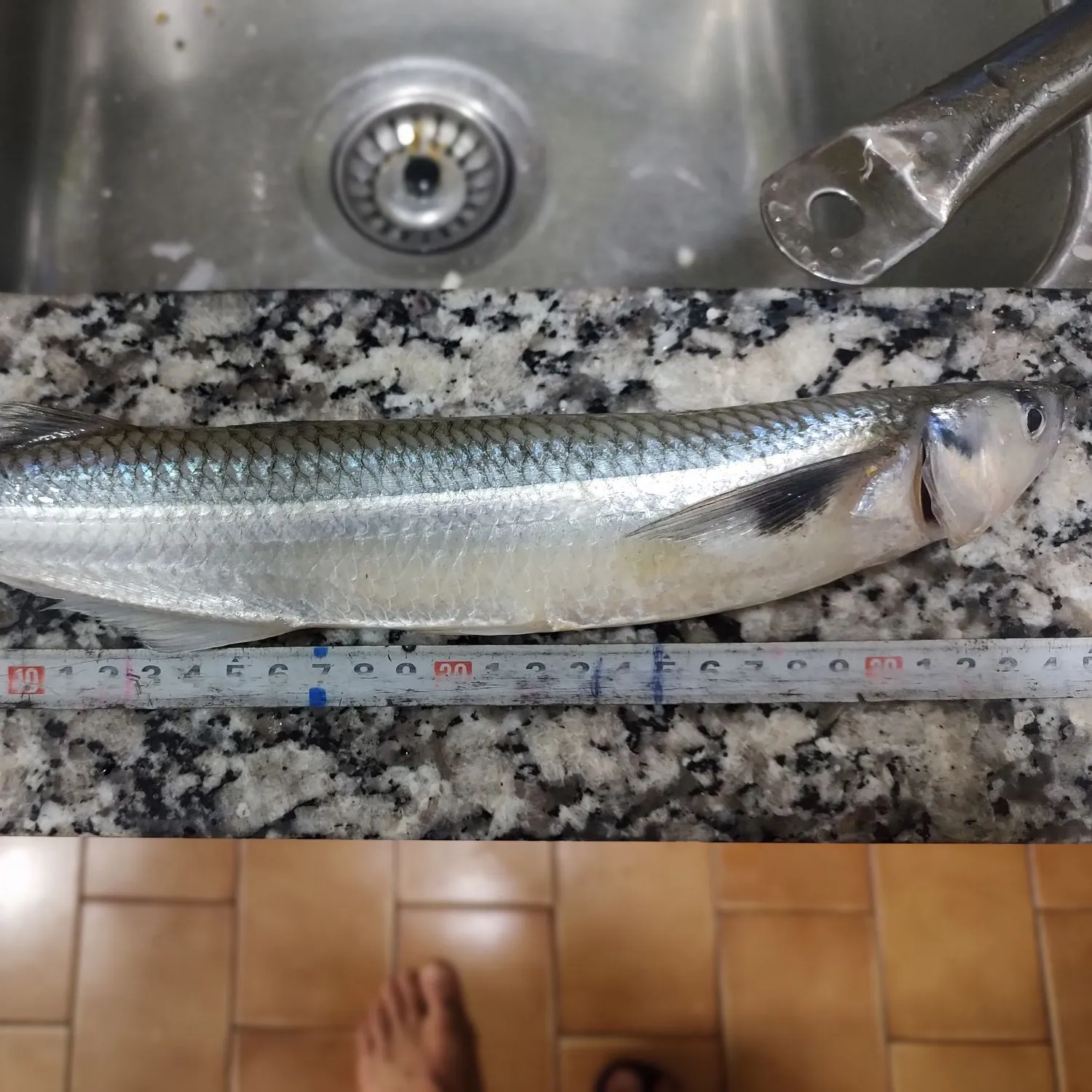 The most popular recent Odontesthes argentinensis catch on Fishbrain