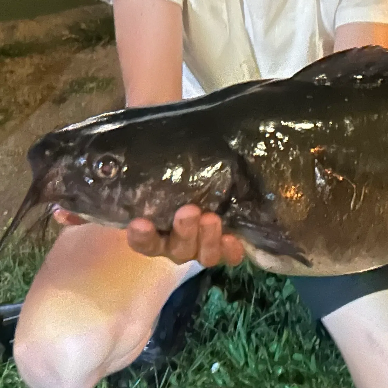 Channel catfish caught on Fishbrain