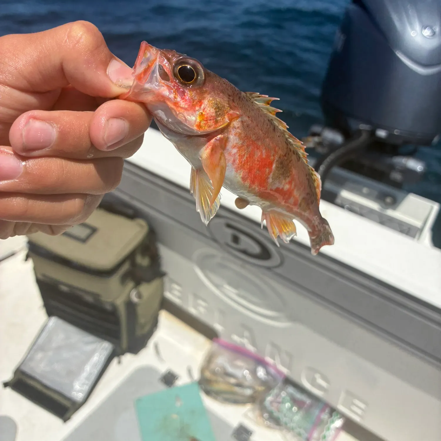 The most recent Halfbanded rockfish catches on Fishbrain