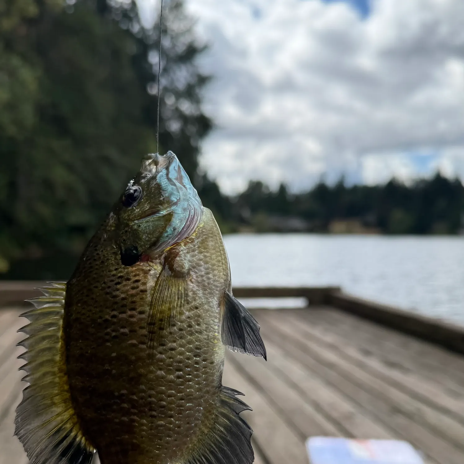 Bluegill caught on Fishbrain