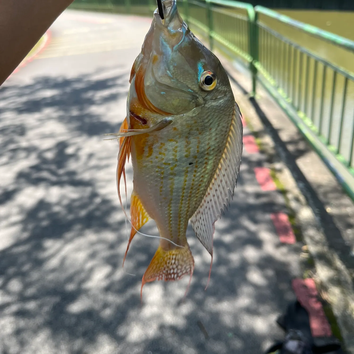 The most recent Eartheater cichlid catches on Fishbrain