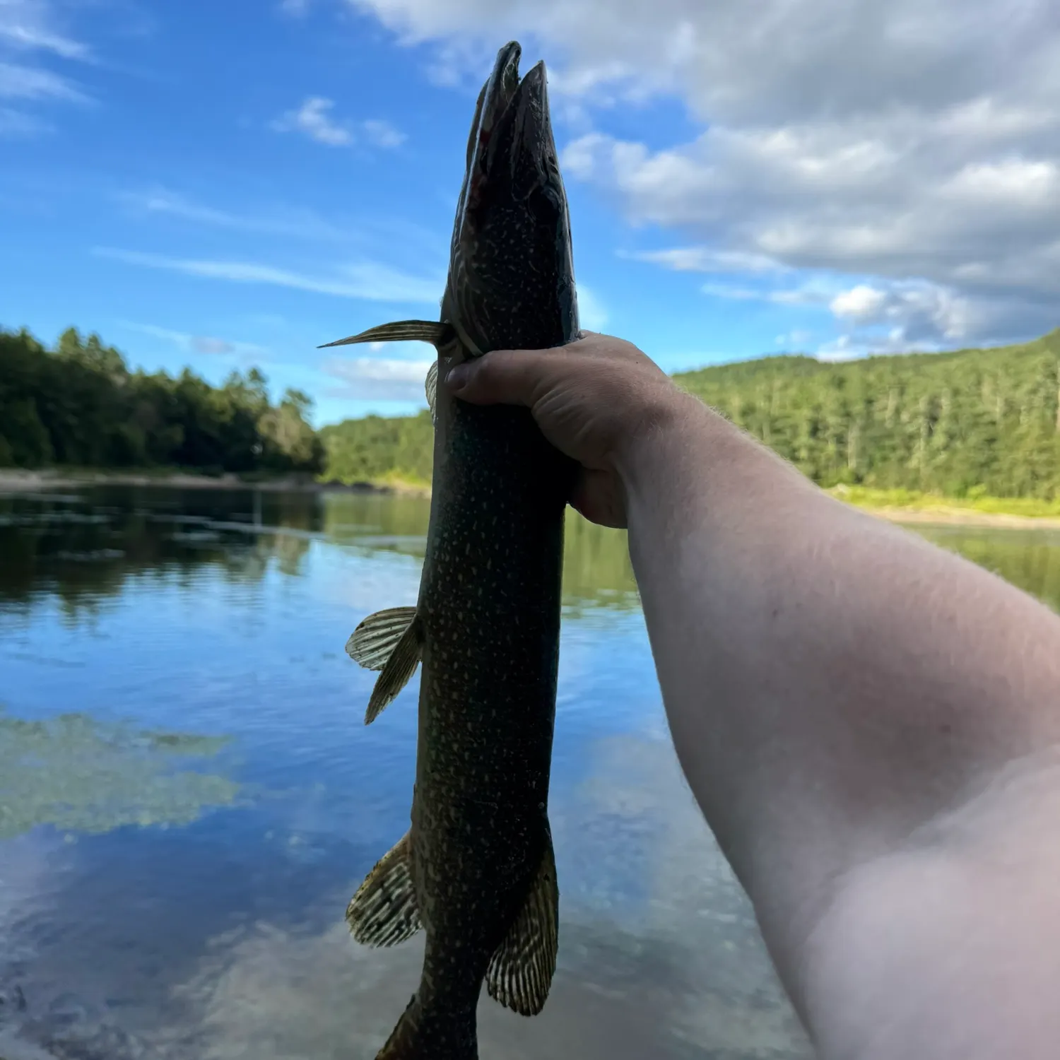 Northern pike caught on Fishbrain